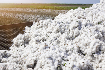 Cotton harvest from field