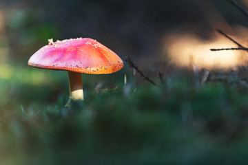 Poisonous fly agaric/ fly amanita mushroom in the central European pine forest