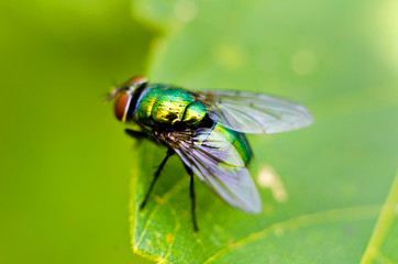 fly on a leaf