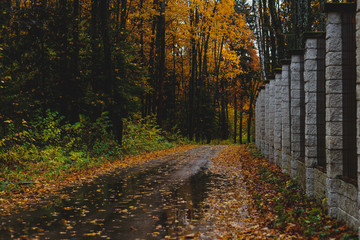 road in autumn forest
