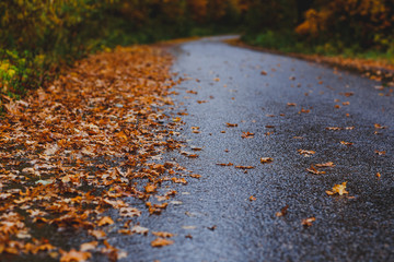 autumn leaves on the road