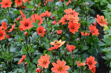 Blumen eine Freude für die Augen