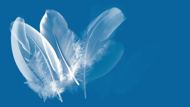 Bluish animation with mixed feathers appearing - waft blowing on trembling feather down.