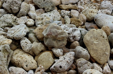 Sea shore is covered with crashed fragments of corals, Cebu, Philippines. Background and texture for design. Dead corals on the beach.