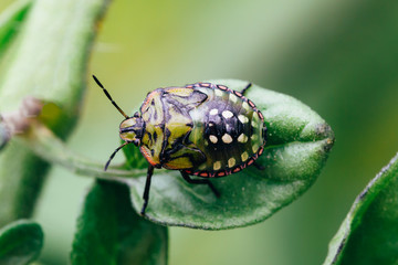 Green stink bug