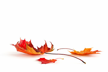 Isolated autumn leaves