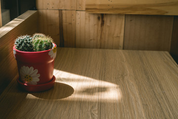 Cactus on wooden table, sun light on pot, copy space