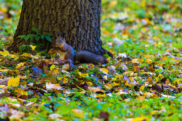 The squirrel playing in the park looking for seeds, nuts and acorns during the sunny autumn day