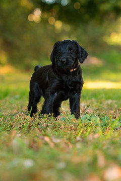 Puppy standing in a autumnal meadow
