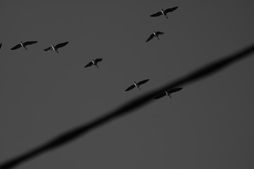 Black and White flock of birds