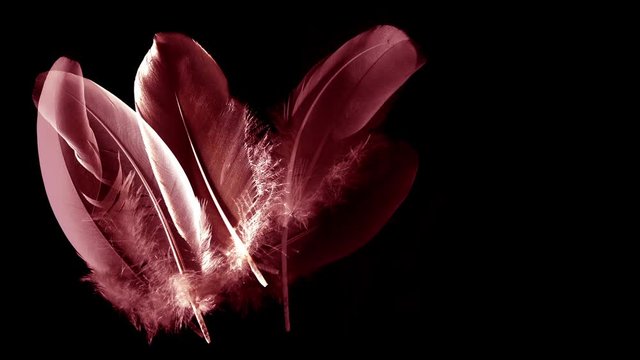 Red and rose feathers isolated on black background - feathers appearing progressively - fluff trembling