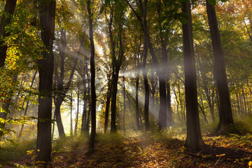 Autumn colors. Forest in the glow of the rising sun