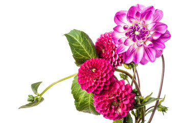 Beautiful colorful arrangement dahlia flowers isolated on a white background
