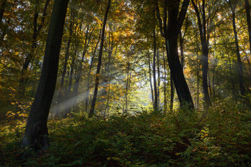 Autumn colors. Forest in the glow of the rising sun