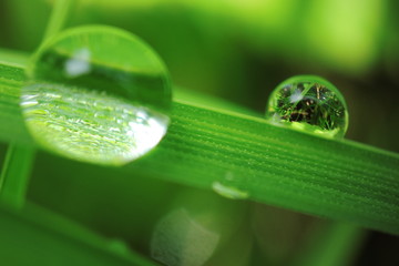 Water drops on grass