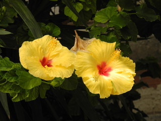 Hibiskus © Fotolyse