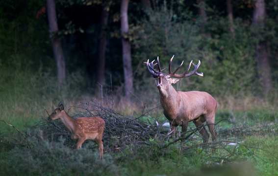 Fototapeta Red deer roaring in forest