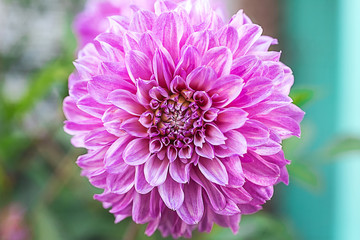 Macro photo of a garden dahlia