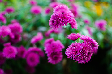 Chrysanthemum flowers grow outdoors in the fall