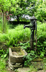Overgrown Victorian  black cast iron hand water pump and stone trough, with ivy (hedera) growing over. Lush green unmown meadow, with trees in background.
