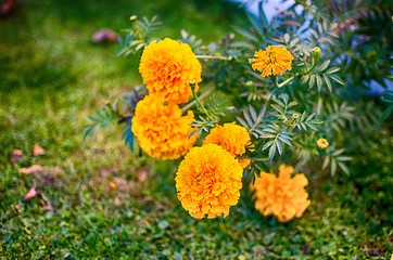 Orange juice flowers grow in the fresh air