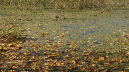 autumn pond in the woods