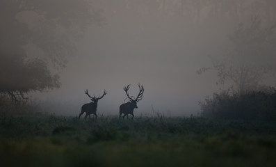 Two red deer in forest in fog