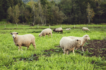 Naklejka na ściany i meble Field of sheep