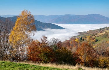 Fototapeta premium Colorful autumn morning in the Carpathian mountains