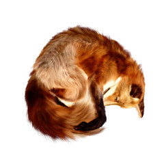Fuchs schlafend, handgemalt, rotbraun, isoliert weißer Hintergrund