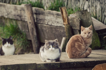 Homeless ferral cats watching curiously waiting for food