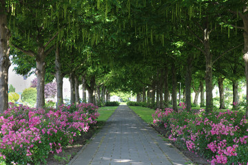 Path beneath the trees