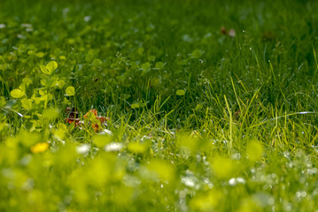 Morgentau auf der Wiese