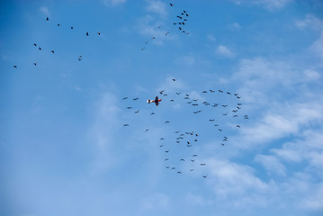 Vogelschlag an Privatflugzeug © Tom