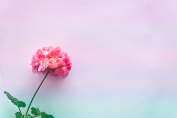 pink flower on light background, colored background