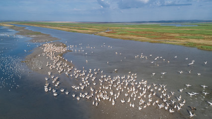 white pelicans in Danube Delta, Romania