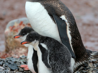 Naklejka premium parent Gentoo Penguin with two chicks on pebble nest, Cuverville Island, Antarctica