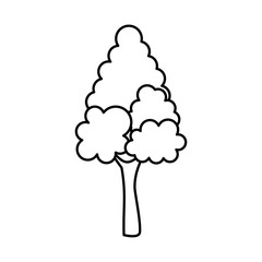pine tree plant isolated icon