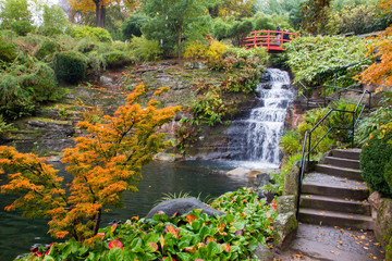 Autumn. Yellow   leaves.  Japanese Maple.   Japanese garden.  Kaiserslautern