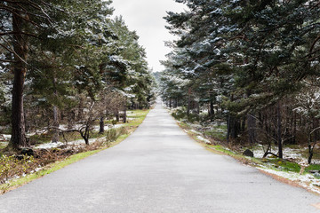Fototapeta na wymiar small road among snowy trees