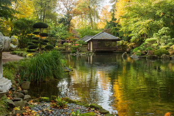Fototapeta na wymiar Autumn. Yellow leaves. Japanese Maple. Japanese garden. Kaiserslautern