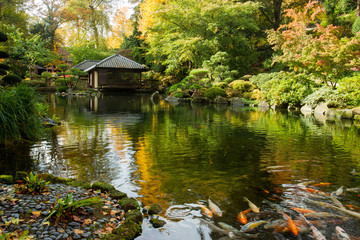 Autumn. Yellow   leaves.  Japanese Maple.   Japanese garden.  Kaiserslautern