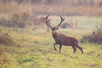 Red deer in forest on foggy morning