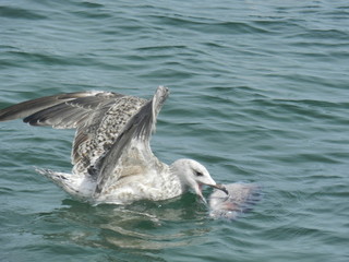 Fototapeta premium mouette