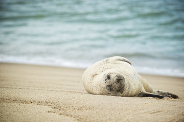 Fototapeta na wymiar Harbour Seal lays on the beach of Sable Island