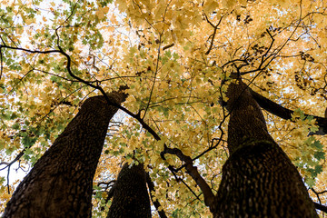 autumn city park