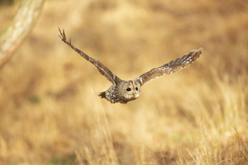 Owl in the flight