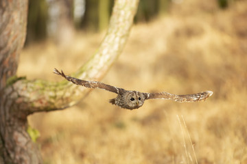 Owl in the flight