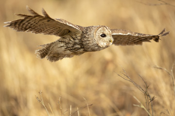 Owl in the flight