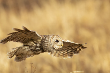 Fototapeta na wymiar Owl in the flight
